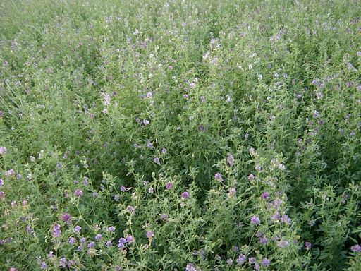 Con il progetto Bryomolecules da piante antiche attivi naturali
