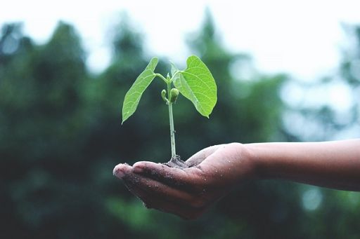 Ismea: Italia leader in Ue, un ettaro su 5 di Sau è biologico