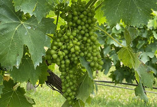 Vino, De Martin: in Veneto ci sono i presupposti per un’ottima annata