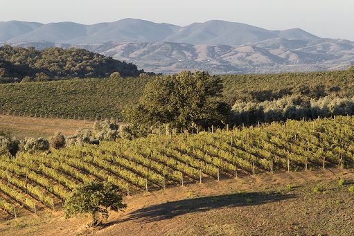 Vino, Consorzio Montecucco: i risultati della nuova indagine tra i soci