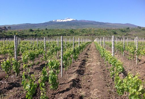 Vino, Consorzio Etna Doc: da 12 a 14 settembre tornano gli “Etna Days”