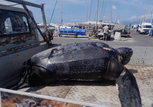 WWF: enorme tartaruga liuto trovata morta nel mare della Versilia