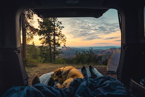 Vacanze on the road a quattro zampe: il vademecum per renderle davvero “pet friendly”