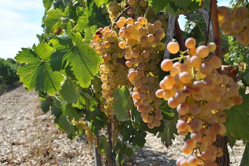 Vino, il 23 e 24 agosto esordisce lo “Stintino Wine Festival”