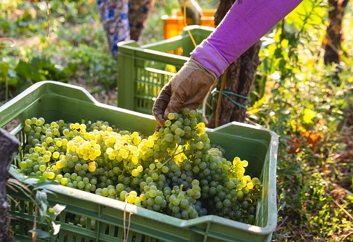 Vendemmia al via in Franciacorta: “Qualità uve sarà interessante”