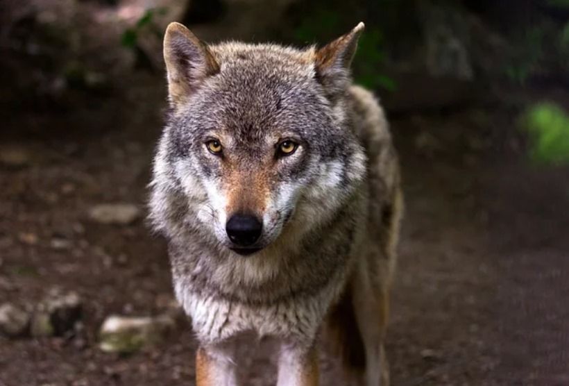 Sospeso abbattimento lupi in Alto Adige, Brambilla: li difenderemo sempre