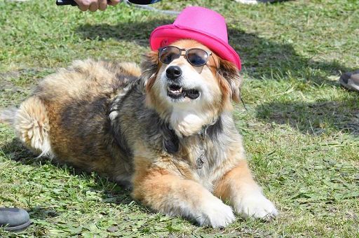 Giornata del cane, le regole di Enpa per far felice l’amico a 4 zampe