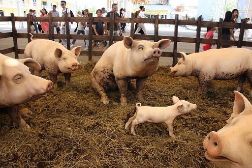 Agroalimentare, in vigore nuova ordinanza contro la peste suina