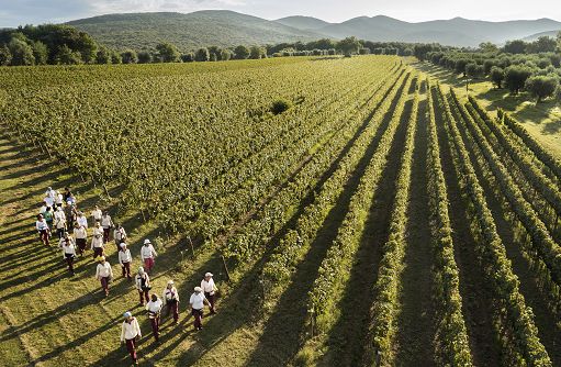 Vino, Ornellaia: a Bolgheri è iniziata la raccolta delle uve rosse