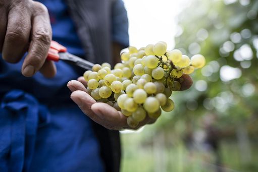Iniziata vendemmia in Alto Adige: -20% di uve ma sane e di qualità