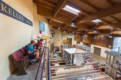 Vino, da Hofstatter si assiste in diretta alla vendemmia dalla cantina