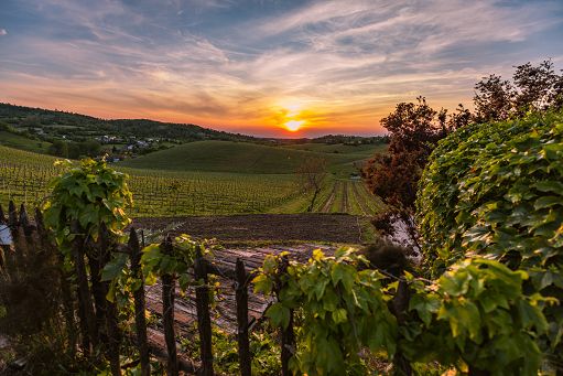 Vino, Consorzio: esportato il 92% delle 14 mln bottiglie di Gavi Docg