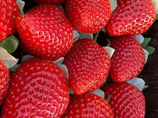 Per la Macfrut Academy nuova videolezione sulla fragola