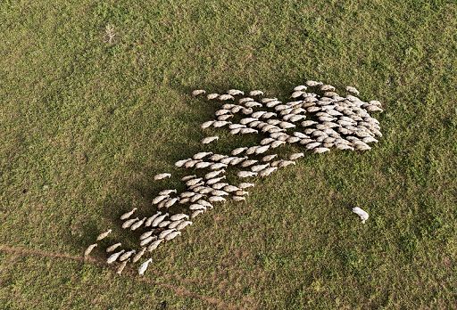 Nasce il presidio Slow Food dei prati stabili e dei pascoli