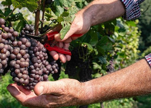 Vino, Cavit: a metà della vendemmia la qualità dell’uva è ottima