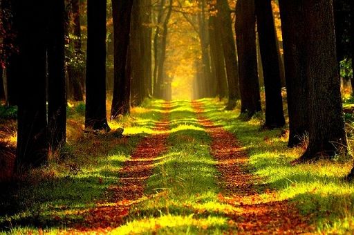Fai, Flai e Uila approvano piattaforma rinnovo Ccnl forestali