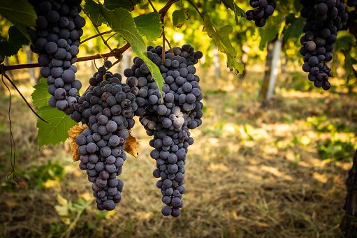 I “Tre Bicchieri” del Gambero Rosso a 34 vini della Lombardia