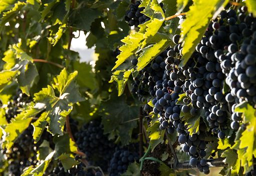 Due i vini del Molise premiati con i “Tre Bicchieri” da Gambero Rosso
