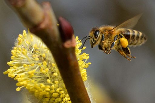 IA, rara specie di ape blocca piano Meta su centro dati e nucleare