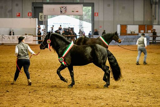 Al via domani a Veronafiere la 126a edizione di Fieracavalli