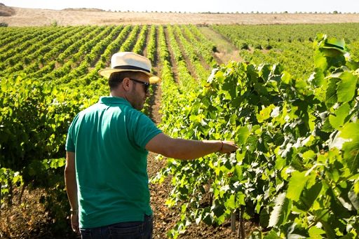 Vino, Colomba Bianca: puntiamo ad accrescere redditività delle vigne