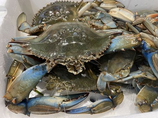 Fedagripesca: piano granchio blu per salvare economia da 200 mln