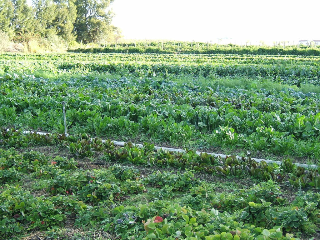 Agricoltura Bio, in Campania incidenza del 21% sul totale della superficie coltivata