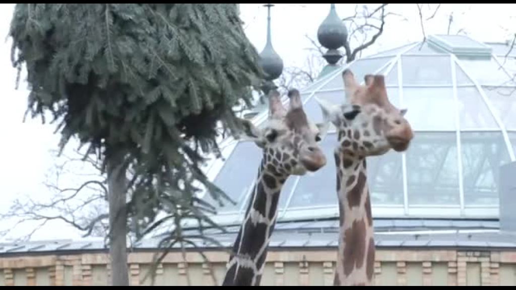 Alberi di Natale per gli animali dello Zoo di Berlino