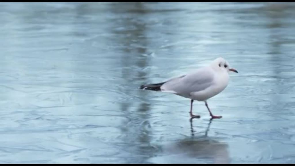Ondata di freddo a Londra, il lago di Regent’s Park è ghiacciato
