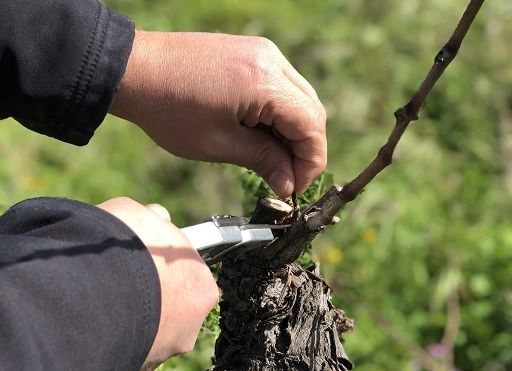 Vino, Cantine Colomba Bianca: il 2025 sarà un’annata strategica
