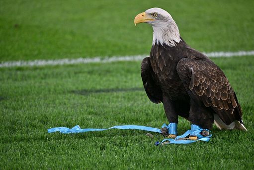 Calcio, Lotito: licenziati falconiere e medico. Sostituiremo aquila