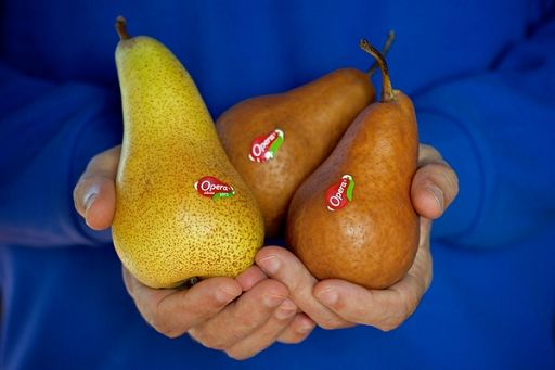 Al via concorso Opera La Pera tra tecnologia e ortofrutta