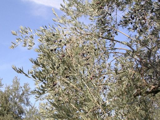 Frantoiani Aifo: Governo dia seguito a impegni risoluzione olio