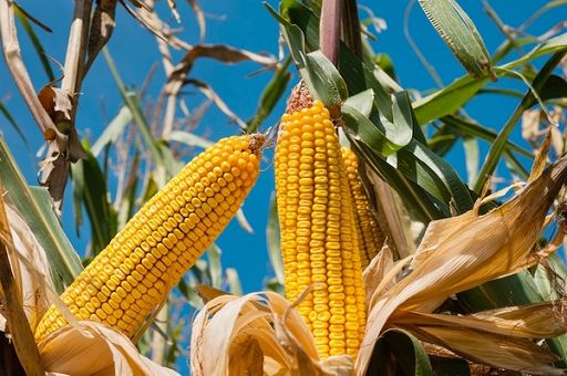 MartinoRossi rafforza impegno in gestione filiera agroalimentare