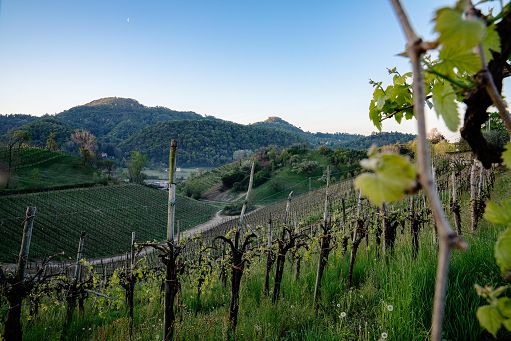 Consorzio Vini Asolo Montello celebra a Vinitaly i suoi primi 40 anni