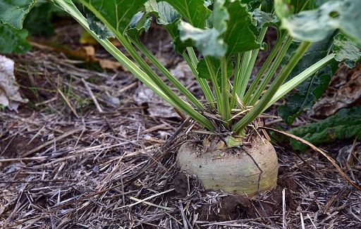Da E-R più fondi a sostegno barbabietola da zucchero