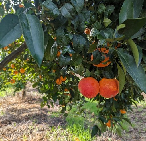 Arancia Rossa Igp al Salone internazionale agrumi a Mentone