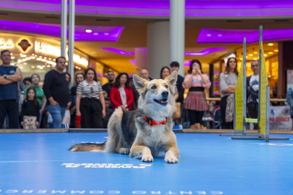 “Quattrozampe in festa” al Centro Commerciale Campania