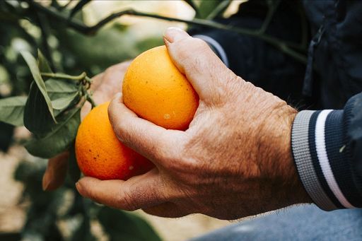 In Puglia allarme per Citrus black spot, macchia nera degli agrumi