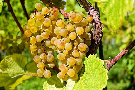 Federbio porta a Vinitaly sfide dei vini biologici e biodinamici