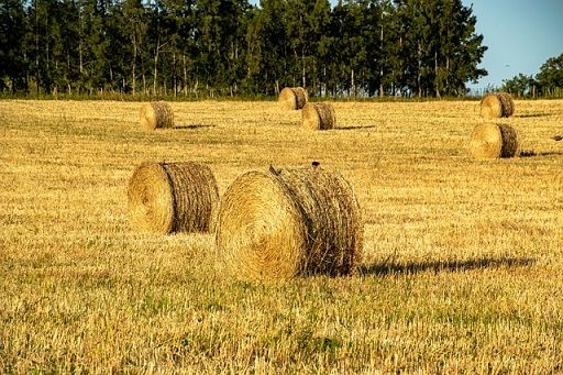 Debutta al Vinitaly l’Alleanza bilaterale per l’agricoltura