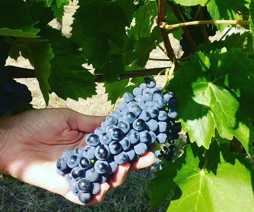 Il Crea porta a Vinitaly ‘Tea al Cubo’: viaggio nel Dna della vite