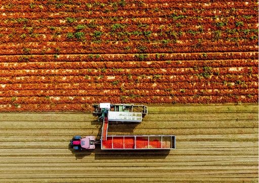 Mutti assume 1300 stagionali per campagna trasformazione pomodoro