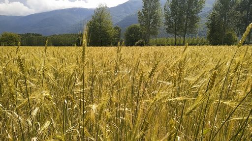 Task force Agea-R-Marche per pagamenti veloci Sviluppo rurale