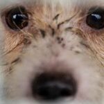Santanchè: 60% turisti vorrebbe vacanza con animali domestici