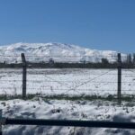 A rischio raccolti albicocche, nocciole e uva sultanina in Turchia