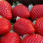 Il Crea porta al Macfrut un focus su innovazione in frutticoltura
