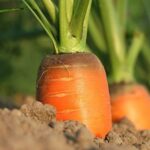 Agrofarmaci e fertilizzanti sempre più orientati a sostenibilità