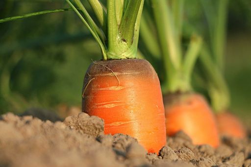 Agrofarmaci e fertilizzanti sempre più orientati a sostenibilità