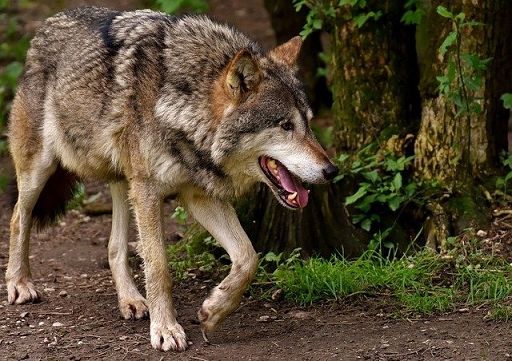 Confagricoltura: declassamento lupo, ora gestione più flessibile